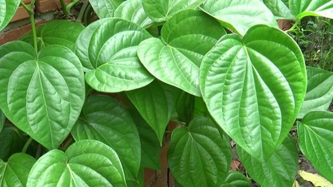 vệ sinh phụ nữ bằng lá trầu không