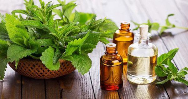 tinh dầu đuổi muỗi bạc hà này mọi người có thể yên tâm bảo vệ sức khỏe bản thân và gia đình tránh các bệnh từ muỗi rồi nhé. 